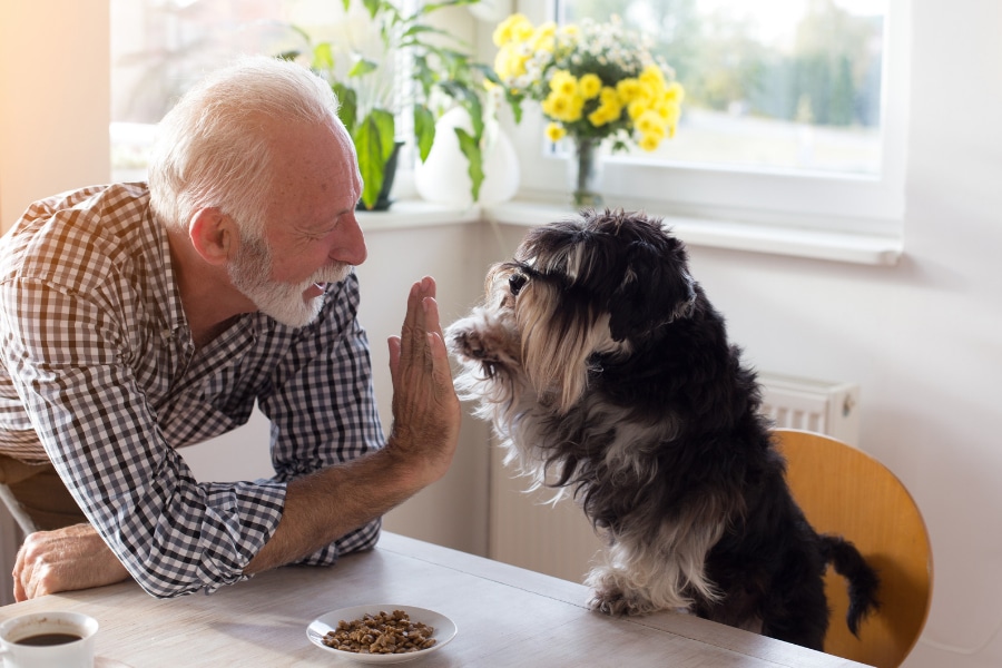 senior-und-hund